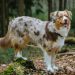 Der Teutoburger Wald ist ein Paradies für Hunde