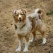 Mit Hund unterwegs in der Senne