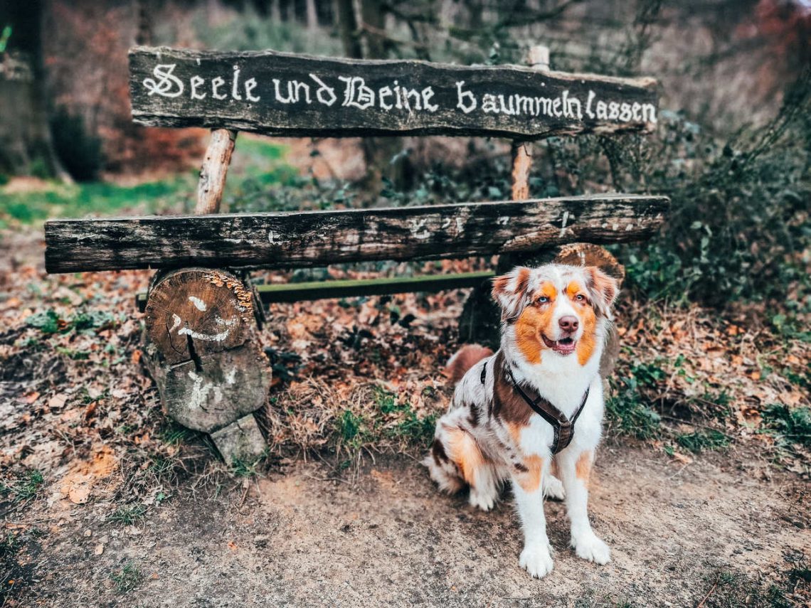 Mit Hund auf dem Schierenweg