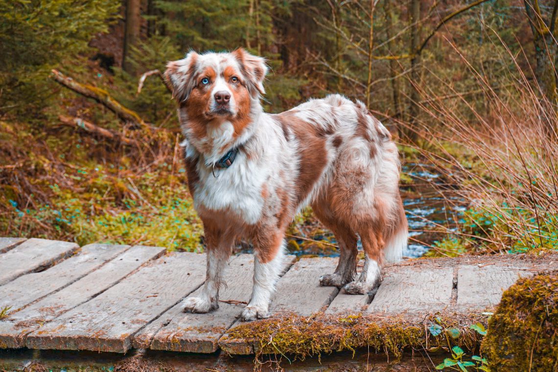 Emmy auf der Velmerstot-Route im Silberbachtal