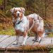 Emmy auf der Velmerstot-Route im Silberbachtal