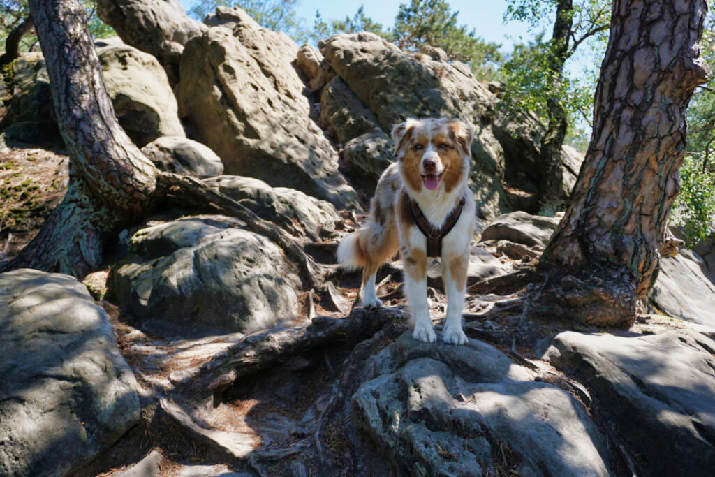 Emmy auf einem Felsen